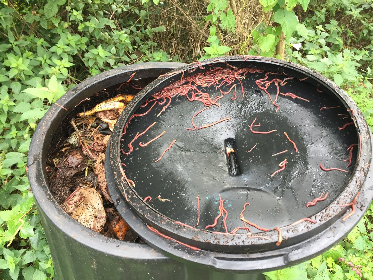 amd4_ann's tweet photo. Despite the big drop in temperature my worms are working their magic. As soon as I put something in the composter they appear as if from no-where&drop off the lid.The banana skins are soon gone👌💪#stimulusresponse #compost #wastenothing https://t.co/f9CahwRRoh