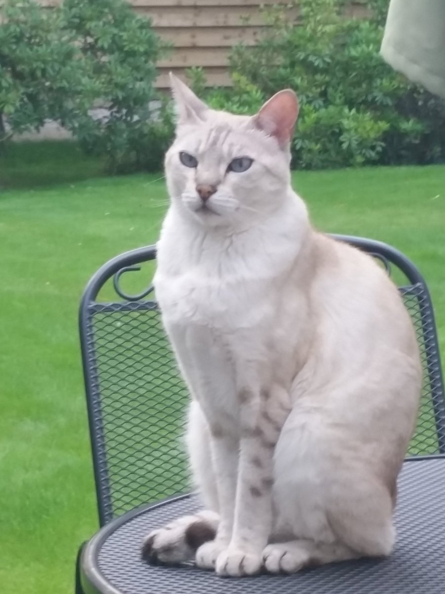 Patrici36829654's tweet photo. @C4TheCircle Tim you have it sussed in one! My heart racing for you Ella and Woody catch that catfish poach it and give Bey a well deserved treat she is a star #Casper willing to share #TimBey #TheCircle ❤ https://t.co/feAGGTBAY8