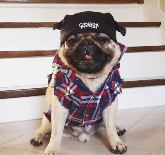 Sup dude? <a href="/helmutthepug/">Helmut Newton</a>