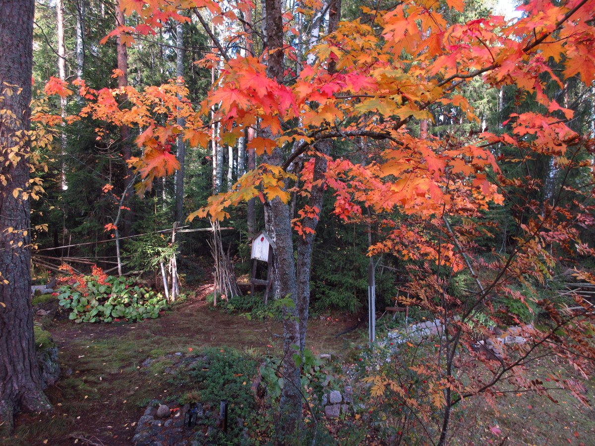 NittaLinds's tweet photo. Kesämökkielämää / Summer cottage life 🍁 🍂 🐦🧡
Kotka, Finland, 3.-11.10.2019
#Ruska #AutumnLeafColor #Kesämökki #SummerCottage #Punarinta #Robin
#Syksy #Autumn #Lokakuu #October #Luonto #Nature #Kotka #Finland https://t.co/jtFoyZj5G1