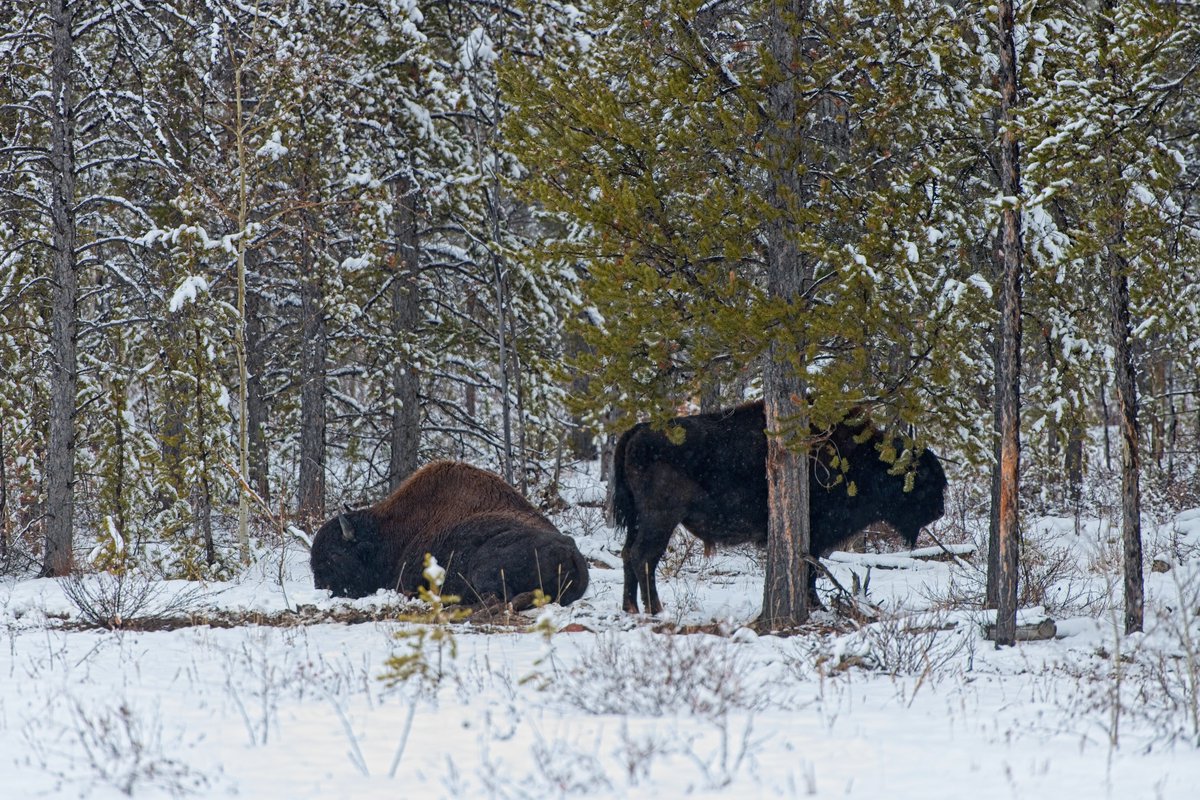 Bison in the wild outside of Behchoko, NWT