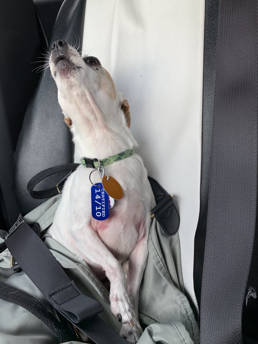 TheHerdHouse's tweet photo. Pupdate: Louie has his #IVVD check up. Blood work & X-ray and he’s off crate rest and in his favorite bag. Aaaahooooo 🐾 https://t.co/XqSk53kobY
