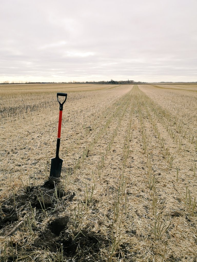 Kirsten_Roy's tweet photo. Last field to sample and we will have to return tomorrow once the combines have passed by. The headland near the trees is full of leaves though! #twitterlessDani #harvest19 #agronomy @westernagNWSask #stepupyoursoils https://t.co/Ih2r4QsZYK