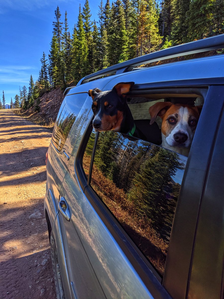 Trixie_Charlie's tweet photo. Hanging out in #Colorado today. #hiking  #OptOutside #hikingwithdogs #adventure #DogsofTwitter #dogs @dogcelebration https://t.co/pJTfKxgfzq