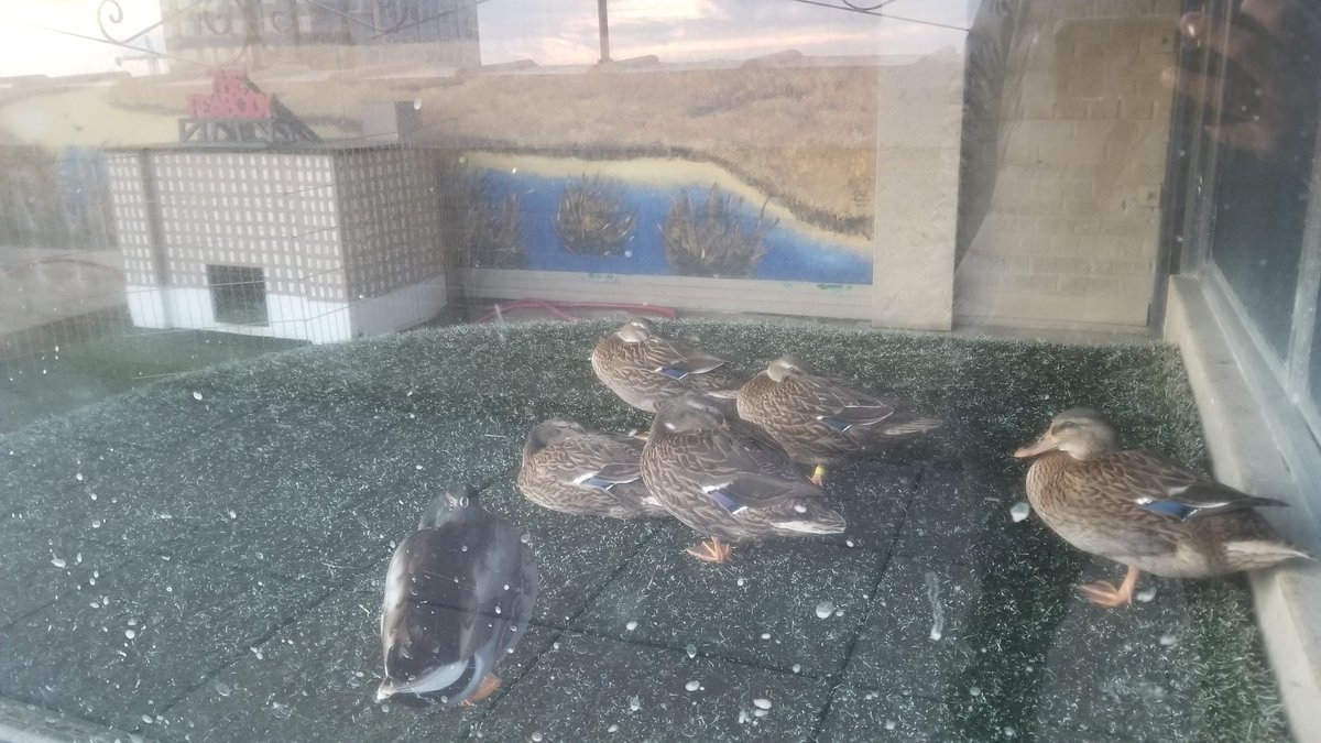 NonoySerg's tweet photo. @UCF_Knightro I got some Mephis ducks from the Peabody. https://t.co/po5RSIUcYR