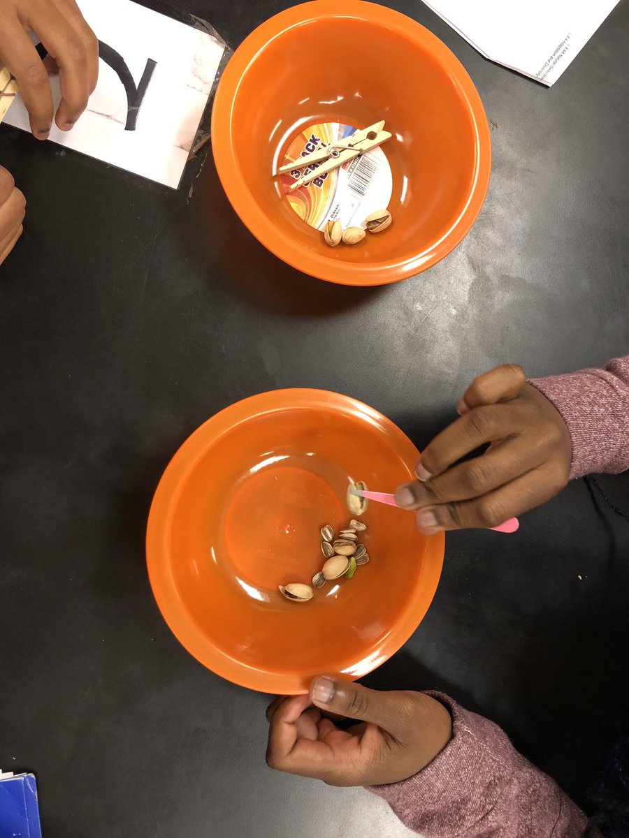 AmsCalloway's tweet photo. Natural selection and adaptation exploration stations. Exploring evolution though adaptations. It’s always better hands on! #expectexcellence @StarkvilleSD @AMSjackets #tweetcher https://t.co/heCYzYvB57