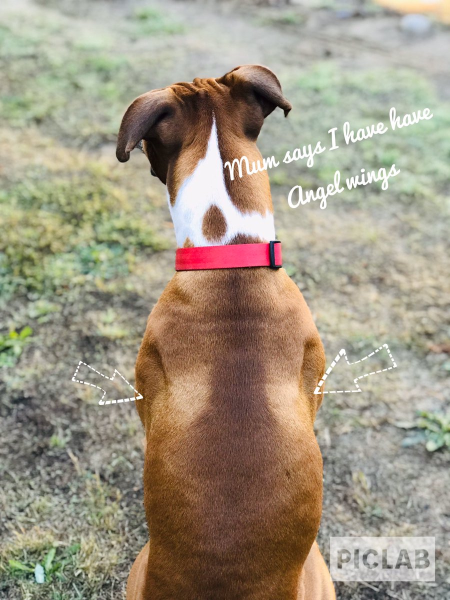 Show me your angel wings #bromocrew 🐶-Houston