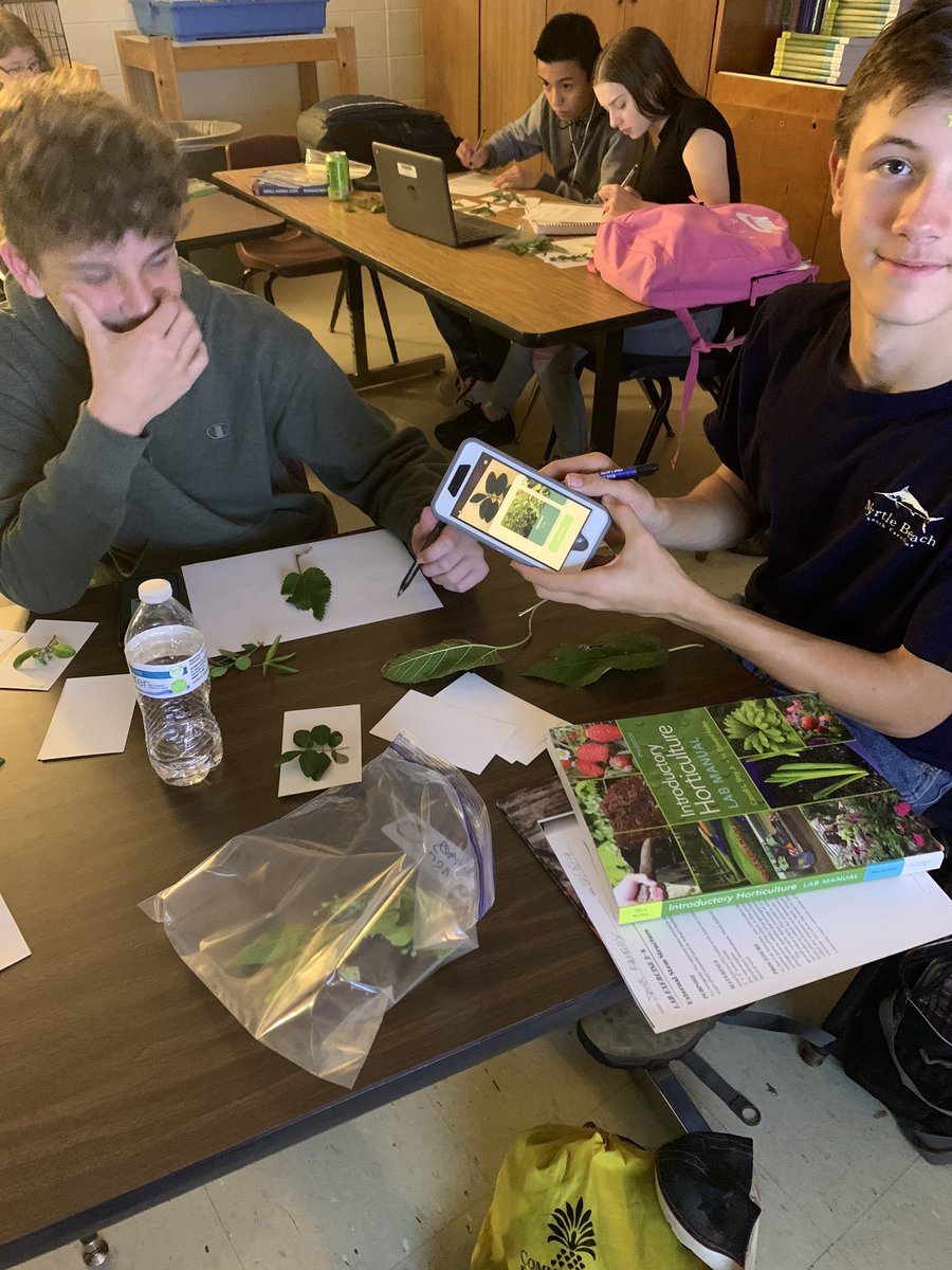msease4's tweet photo. Check out my Horticulture students using the Leafsnap app to identify deciduous trees from the cuttings they made yesterday!  #teamamelia #leafsnap #horticulture https://t.co/QMcuk6grQ0