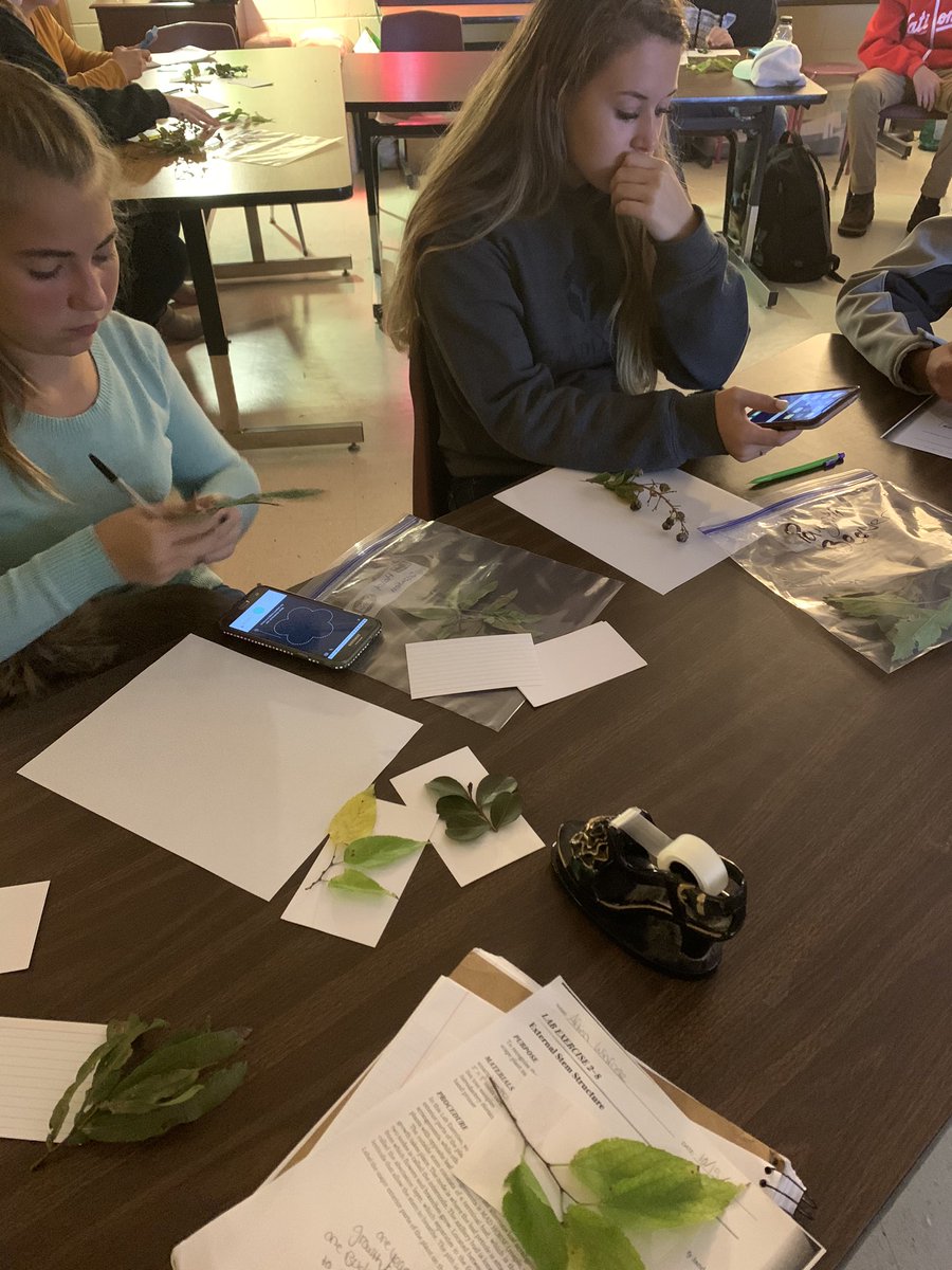 msease4's tweet photo. Check out my Horticulture students using the Leafsnap app to identify deciduous trees from the cuttings they made yesterday!  #teamamelia #leafsnap #horticulture https://t.co/QMcuk6grQ0