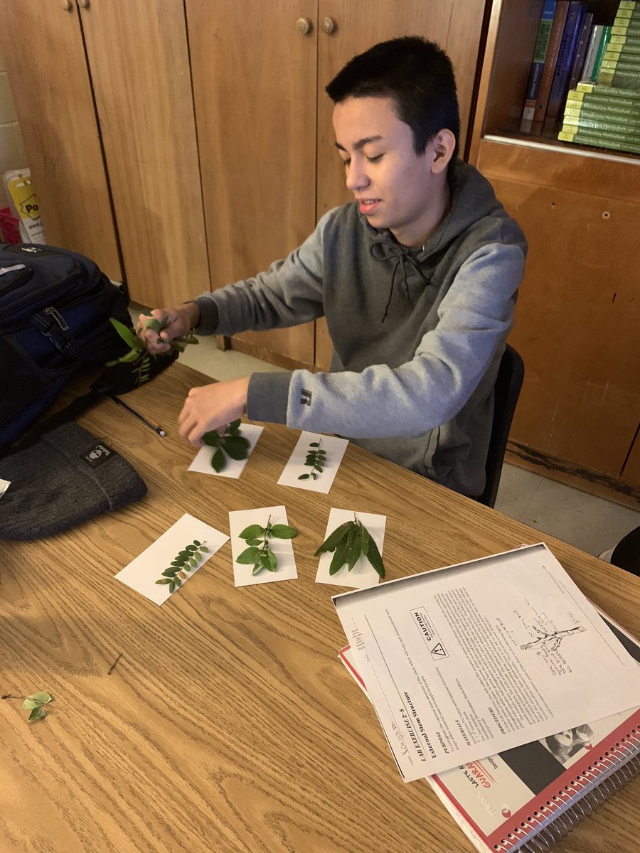 msease4's tweet photo. Check out my Horticulture students using the Leafsnap app to identify deciduous trees from the cuttings they made yesterday!  #teamamelia #leafsnap #horticulture https://t.co/QMcuk6grQ0