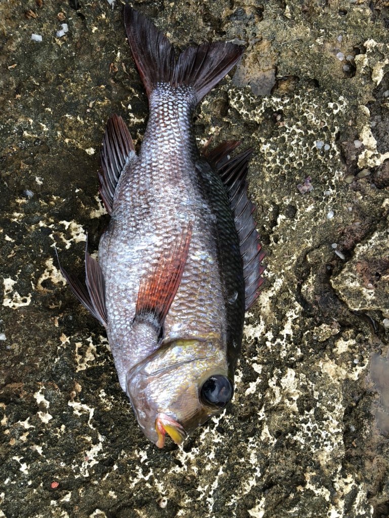 ট ইট র ひっちゃん ハイサイ探偵団 ヨコシマクロダイでした 沖縄ではダルマと呼ばれてるそうです ありがとうございます T Co Jhogi9atlr ট ইট র