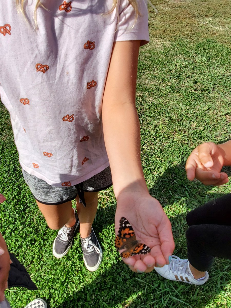3rdgradehawes's tweet photo. Time to release our butterflies! We were sad to see them go, but the life cycle must continue...Fly away Painted Lady butterflies! #lifecycles #behawesome #hawesnation https://t.co/mq8MJNNpJK