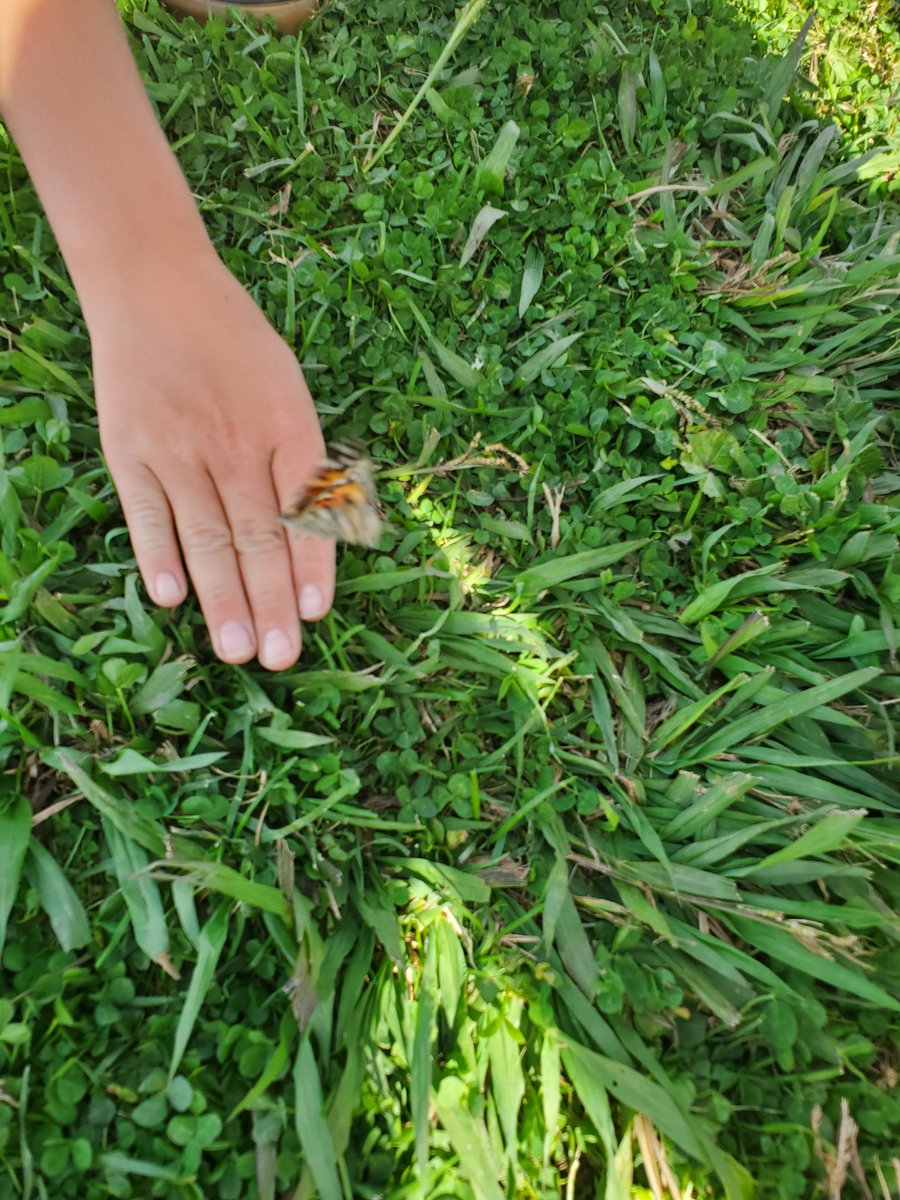 3rdgradehawes's tweet photo. Time to release our butterflies! We were sad to see them go, but the life cycle must continue...Fly away Painted Lady butterflies! #lifecycles #behawesome #hawesnation https://t.co/mq8MJNNpJK