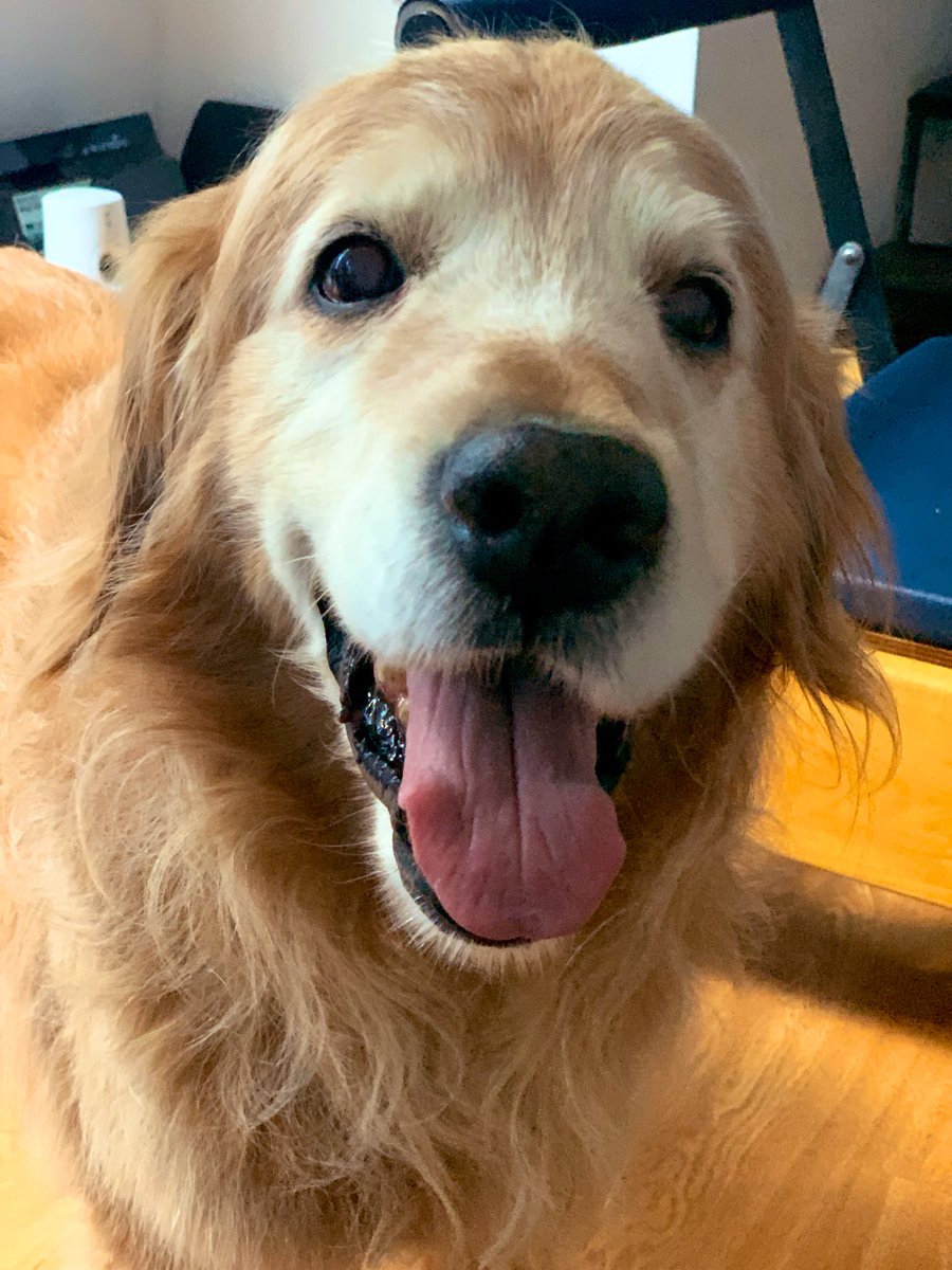 MalenaStein's tweet image. Permiso, vengo a traerles la mejor noticia del día, porque para extinguirnos las ganas de vivir ya están los noticieros.
Athos, el viejo gordo cochino inmundo culón tiene HIPOTIROIDISMO que era la mejor de las opciones🎉💪🏻❤️
Mañana comienza con medicación.
Muchas gracias a todos!