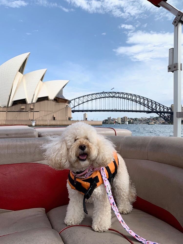 OzDogLover's tweet photo. Looking for a fun day out in #Sydney with your #dogs and friends? The #AllPawsonDeck campaign is a partnership between charity #PoundPaws and #SydneyBoatHire.
Hire a #petfriendly boat (they provide the life jackets!) before Nov 13 and $25 will be donated.
https://t.co/QiqObYNqBr https://t.co/PuxuvJN0n0