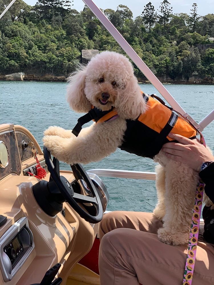 OzDogLover's tweet photo. Looking for a fun day out in #Sydney with your #dogs and friends? The #AllPawsonDeck campaign is a partnership between charity #PoundPaws and #SydneyBoatHire.
Hire a #petfriendly boat (they provide the life jackets!) before Nov 13 and $25 will be donated.
https://t.co/QiqObYNqBr https://t.co/PuxuvJN0n0