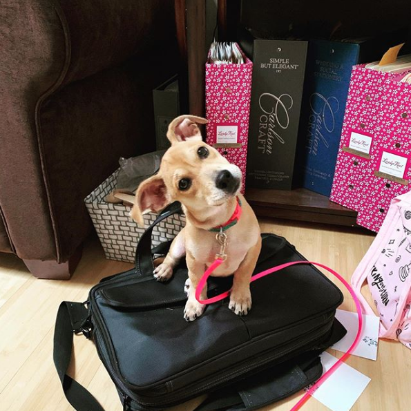 barkwiki's tweet photo. Rosie’s owners drove many hours to bring her home &amp; she’s furrever grateful! ❤️🙏🏻🐶🎁 

#jackshund #jackweenie #jackweeniesofinstagram #jackweenies #jackshundsofinstagram #dogs #dogsmostwanted #dogsmodel #DogsofTwittter #dogsoftwitter https://t.co/aXmNORHl4Y