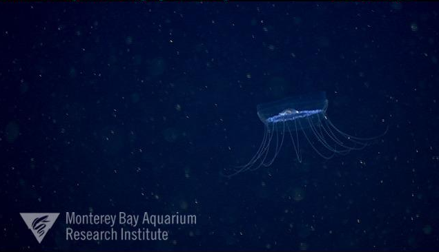 KakaniKatija's tweet photo. @MBARI_News If you're wondering what a #Solmissus looks like, check out @MBARI_News' #DeepSeaGuide. https://t.co/bg7vs5RdsB Gelatinous animals are incredibly fascinating, and we have much to learn from them. Stay tuned for #DeepPIV and new #tech to reveal more about these #midwater animals. https://t.co/taJsVnuGNa