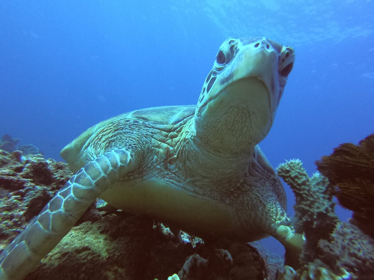 What you looking for
I am here waiting for you!
#scubadiving #gidc #giliisland #diving #turtle