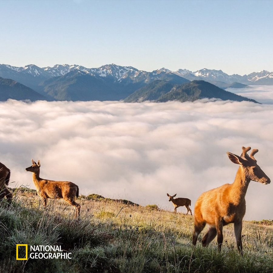 #NG오늘의포토

올림픽 국립공원의 아침, 사슴들이 먹이를 찾고 있습니다.