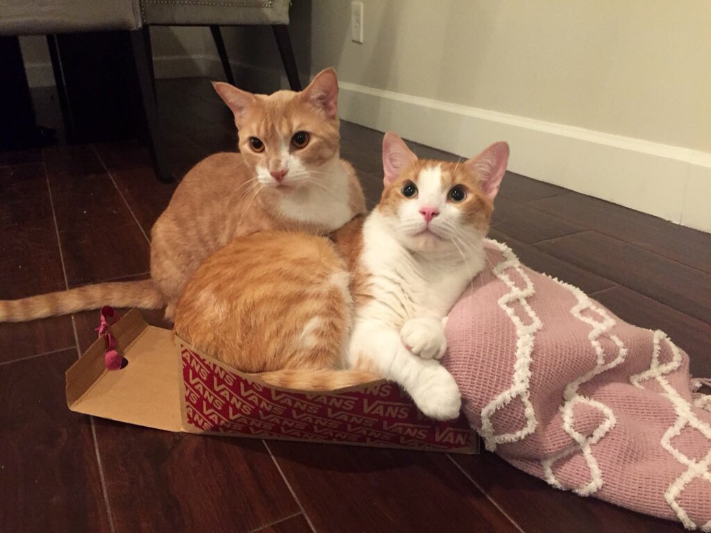 MarbleHoppers's tweet photo. .@TheDaiIyKitten MEOW!!! #CatsOfTwitter #CatDay #kitten #meow #pogie #Thor https://t.co/YTEoeBxGTk