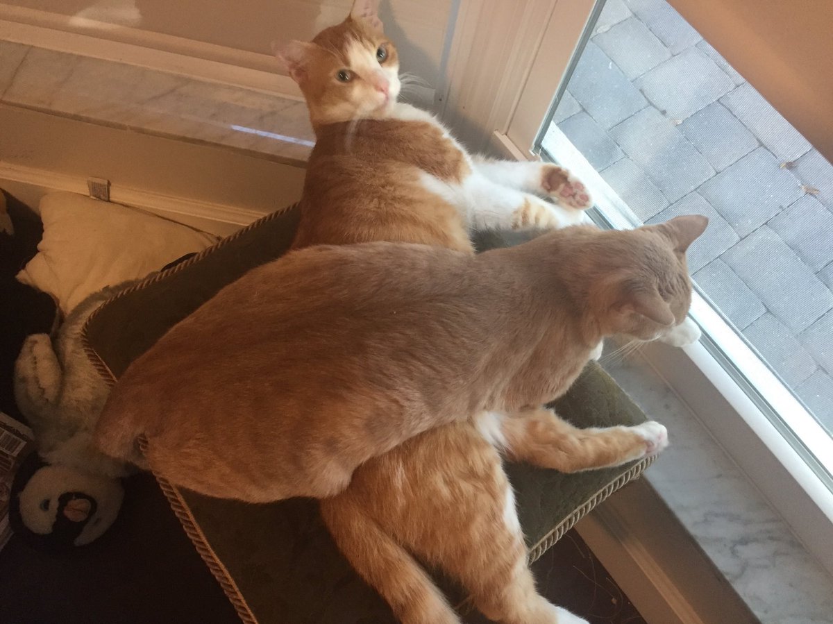 MarbleHoppers's tweet photo. .@TheDaiIyKitten MEOW!!! #CatsOfTwitter #CatDay #kitten #meow #pogie #Thor https://t.co/YTEoeBxGTk