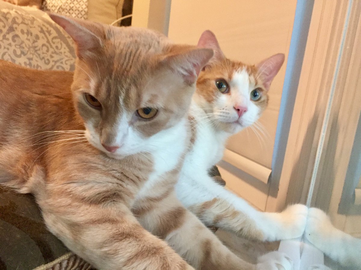 MarbleHoppers's tweet photo. .@TheDaiIyKitten MEOW!!! #CatsOfTwitter #CatDay #kitten #meow #pogie #Thor https://t.co/YTEoeBxGTk