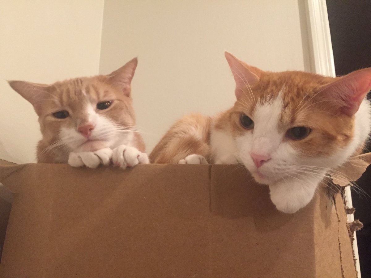 MarbleHoppers's tweet photo. .@TheDaiIyKitten MEOW!!! #CatsOfTwitter #CatDay #kitten #meow #pogie #Thor https://t.co/YTEoeBxGTk