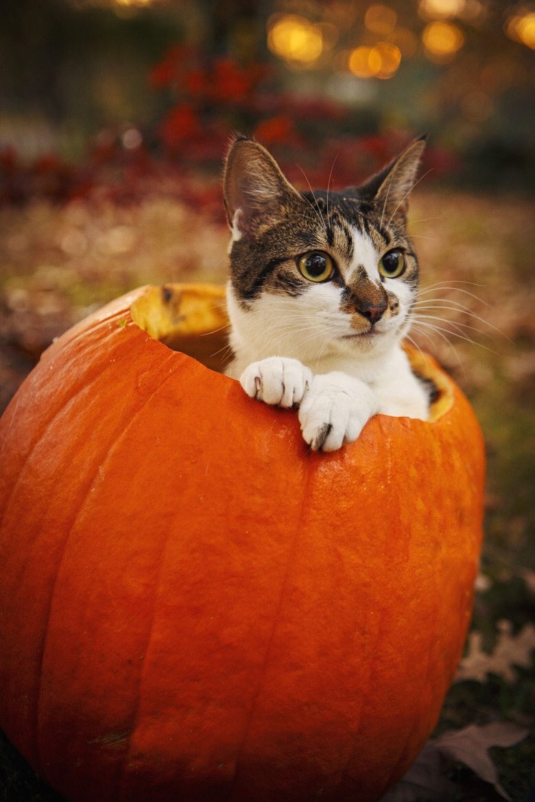 A lovely pumpkin day to y’all 🐕🐈🎃🍁 #fallvibes #pumpkins 🎃🎃🎃