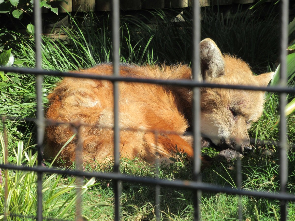 上野動物園 公式 おはようございます 上野動物園開園です ﾉ 写真の動物 タテガミオオカミ 撮影場所 西園 ひなたぼっこ