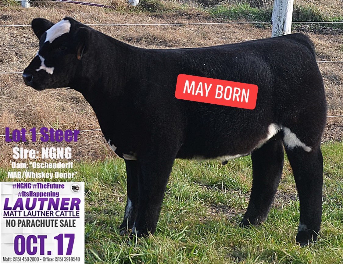 mattlautner's tweet photo. Matt Lautner Cattle Wants NGNG Into The Southeastern United States Market!!
NGNG x MAB/Whiskey Video:
https://t.co/NrX9fiDHjs
#TN #NC #SC
#MS #AL #GA #FL
Bidder Incentive:
Receive A NGNG Hat #ThursdayOnly
Buyer Incentive:
NGNG Sperm & 2 MLC Hoodies #ThursdayOnly https://t.co/nZTmz231e3