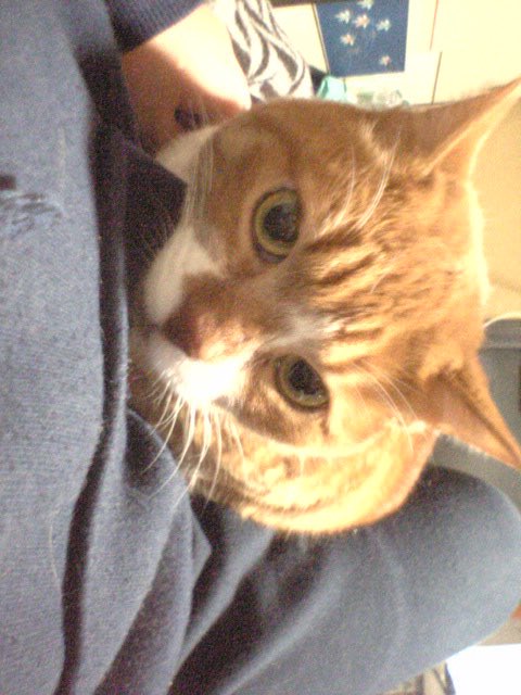 せいきまちゅ tweet media