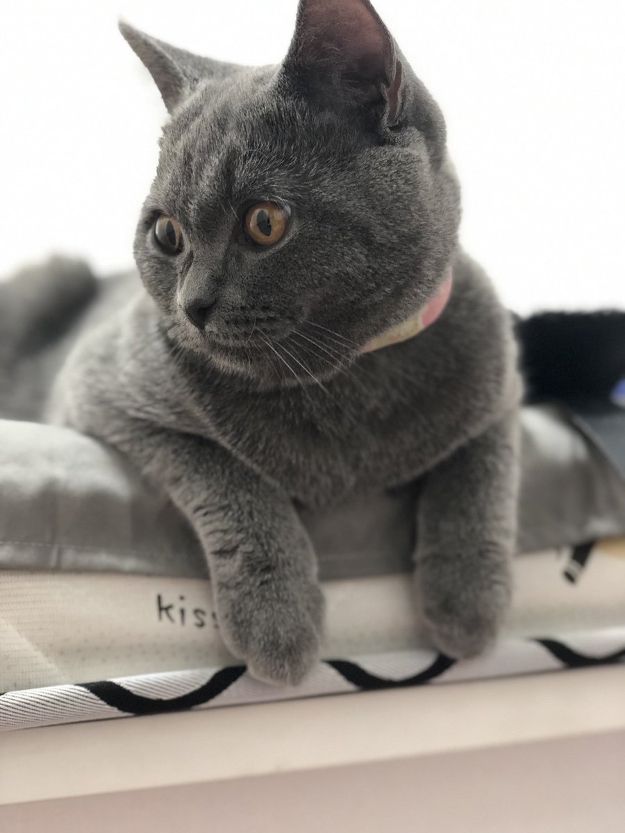 CLisurling's tweet photo. 我家猫猫可乖了 https://t.co/Rzy0G23EWC