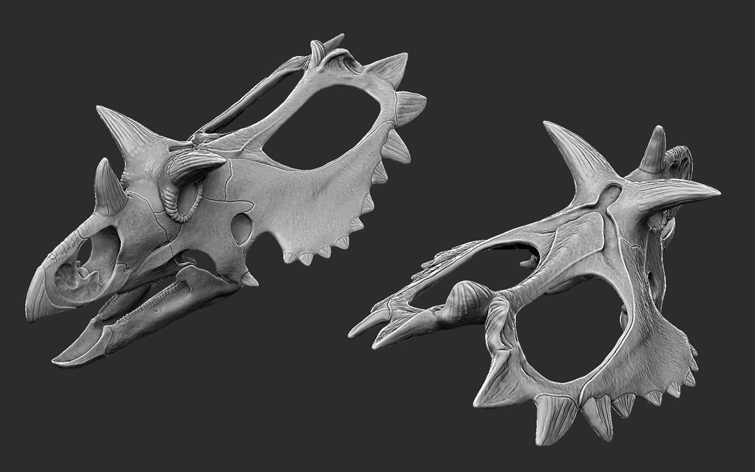 RaulRamosArt's tweet photo. Skull of #utahceratops for #beastsofthemesozoic. The model was 3d printed and used as the base for the final sculpt #dinosaur #ceratopsians #actionfigures #toys #paleoart #crowdfunding #paleontology #naturalhistory #kickstarter #kosmoceratops https://t.co/eknNG9dl6U