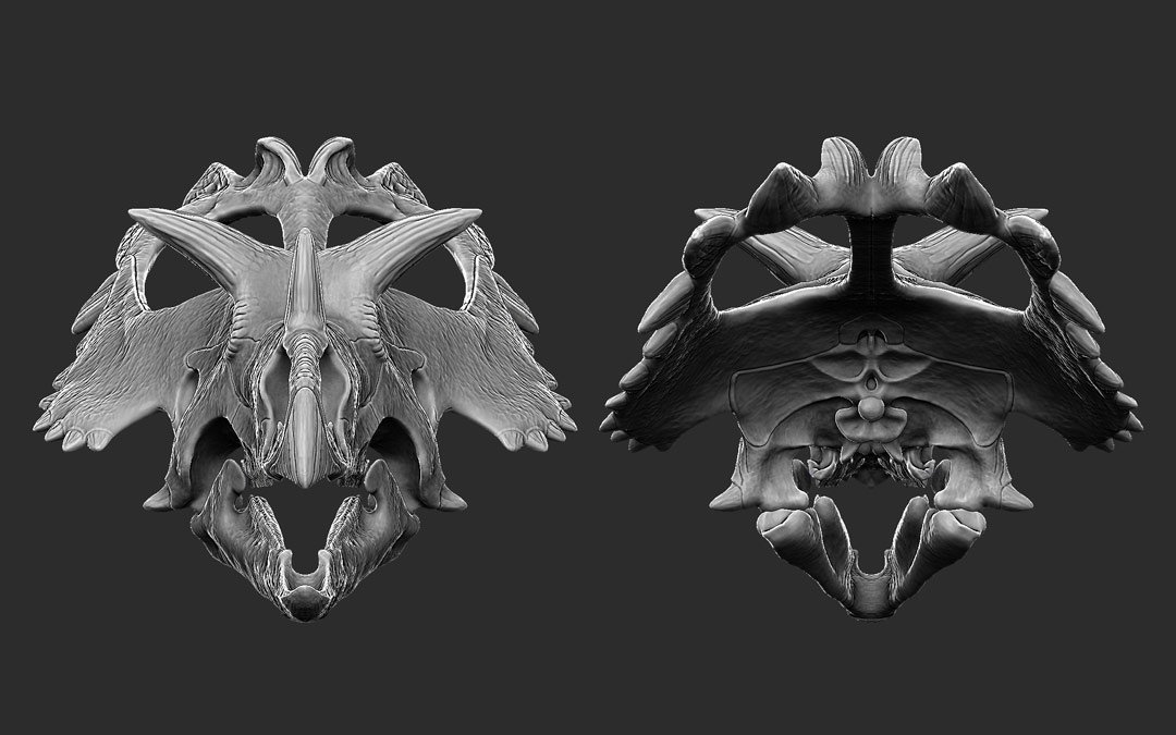 RaulRamosArt's tweet photo. Skull of #utahceratops for #beastsofthemesozoic. The model was 3d printed and used as the base for the final sculpt #dinosaur #ceratopsians #actionfigures #toys #paleoart #crowdfunding #paleontology #naturalhistory #kickstarter #kosmoceratops https://t.co/eknNG9dl6U