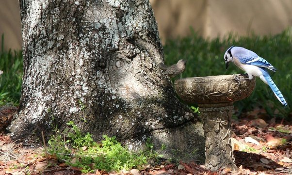enviroapps's tweet photo. #zoomvin #birds  #BackyardBirds #BlueJay- Quenching thirst in our backyard birdbath #Nature https://t.co/ts9CpqOzdt #ForEnvironment https://t.co/uP4WCkjYus