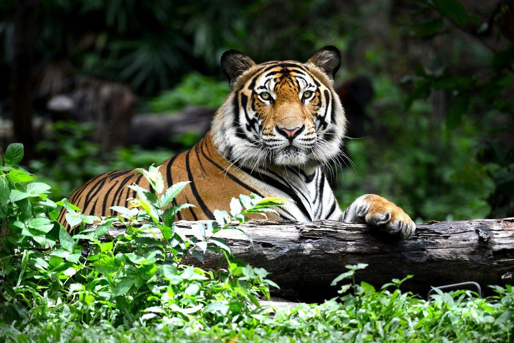 HourlyTiger's tweet photo. https://t.co/jn594ycfX5