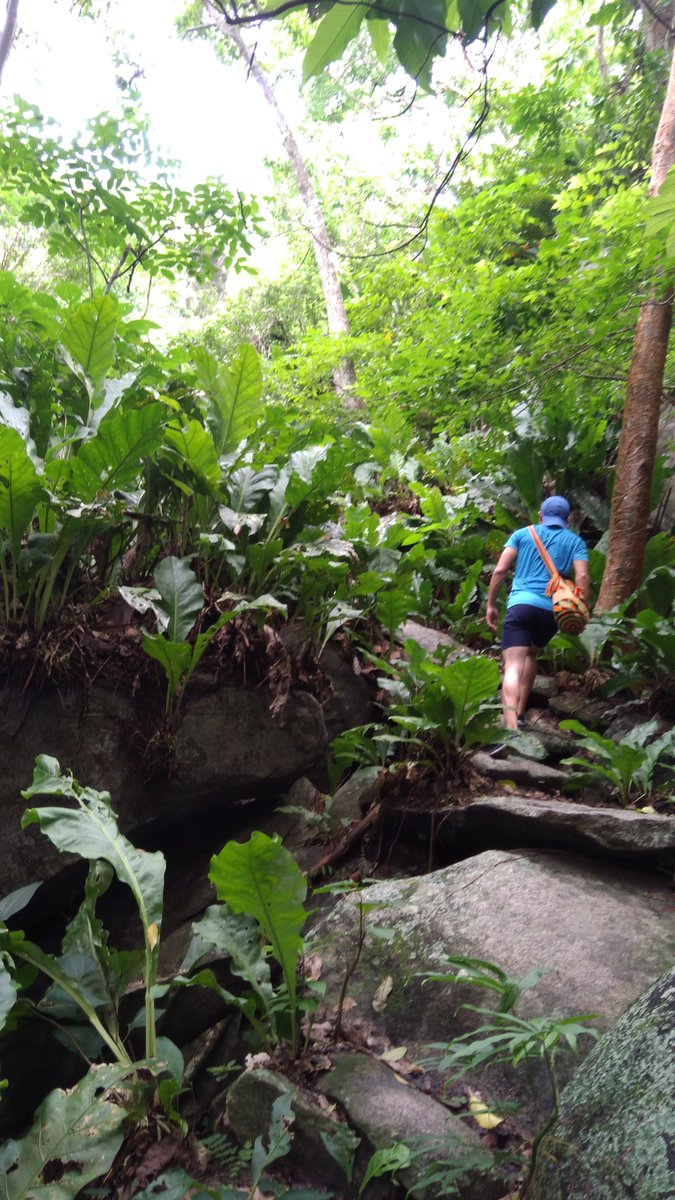 dan7martinez's tweet photo. [PARQUE TAYRONA] Por estos caminos llenos de paz, naturaleza, tranquilidad.. después de 1h 40min desde Cabo San Juan llegamos a Pueblito (Chairama), el cual te lleva a descubrir un antiguo y fascinante asentamiento Tayrona enclavado en las montañas del Parque @ParquesColombia https://t.co/dniBlMmXoo