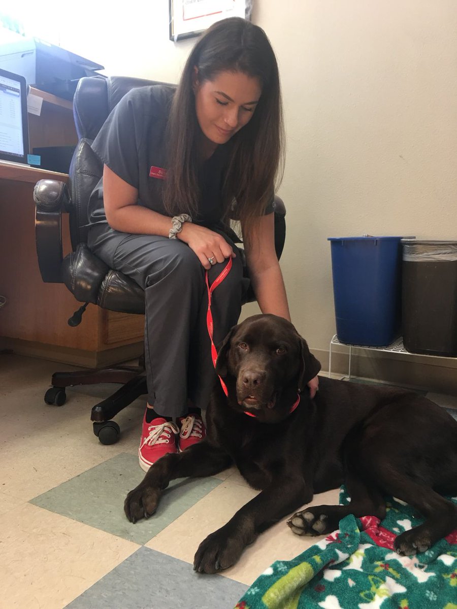alpinevetbend's tweet photo. Hank spent the afternoon with Sommer yesterday! 🐾 We love to hang out with your pets while they’re recovering from their procedures 💞 https://t.co/QFruXgeNGw