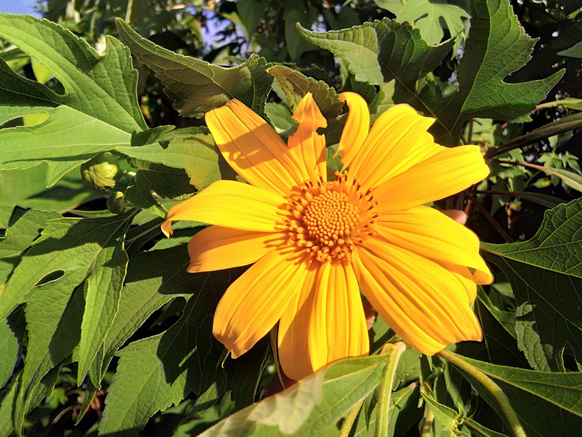 GingtawanCG's tweet photo. เริ่มบานแล้วน๊าาาา เมื่อวานขับรถผ่าน เห็นสองสามดอกข้างทางแล้ว 🌻🌻🌻😊😊😊
#แม่ฮ่องสอน
#ที่พักแม่ฮ่องสอน #ลานกางเต็นท์ #ทุ่งบัวตอง #รีวิวแม่ฮ่องสอน
#กิ่งตะวันแคมป์กราวด์ #เปิดจองแล้ววันนี้ https://t.co/5vBXvr3GvX