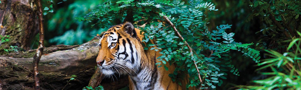 #didyouknow now until March is the best time to visit India? Have you ever seen a Bengal tiger in the wild? 🐅 

bit.ly/2eQMpfo
