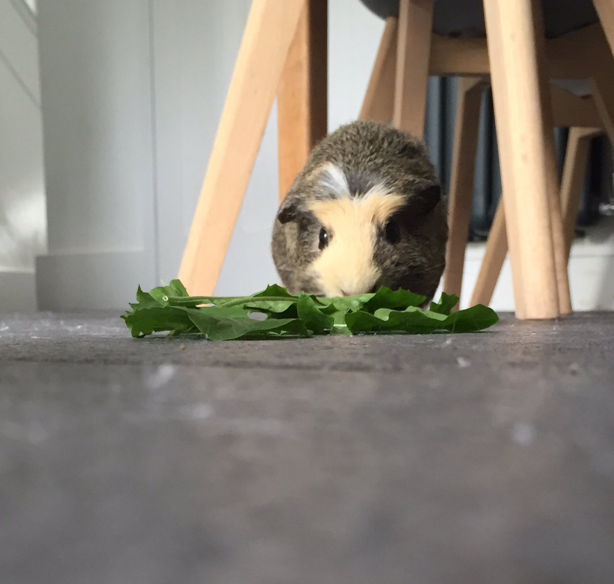 badgerbumble's tweet photo. Hooms can be very careless. Mine drop #deliciousveg around the place sometimes, luckily I am there to clean it up for them #helpingoutthehooms #slovenlyhoomways #purposefulbrows https://t.co/4RTkvGymeL