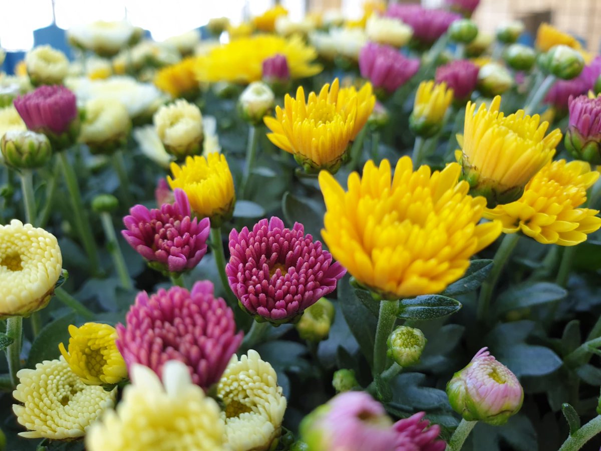 gardencornella's tweet photo. CRISANTEMOS. Gran variedad de #colores y #tamaños en #Garden #Cornnatur.  Os invitamos a venir a vernos y elegir el vuestro. #cornella #tecsalsa https://t.co/B649IxUelp