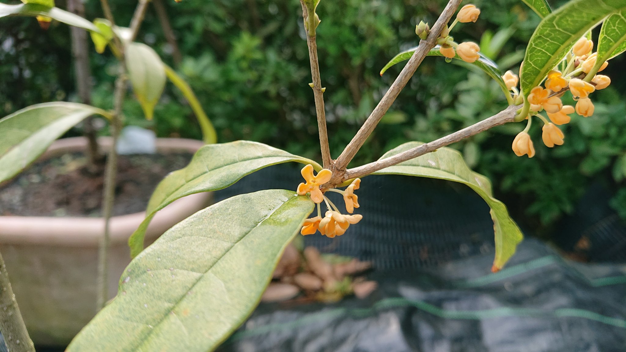 けん 庭の鉢植えキンモクセイの花が咲いてたよ 良い香りだね 花の形が面白い 金木犀の剣 アリス 三大香木 T Co Wptajmylud Twitter