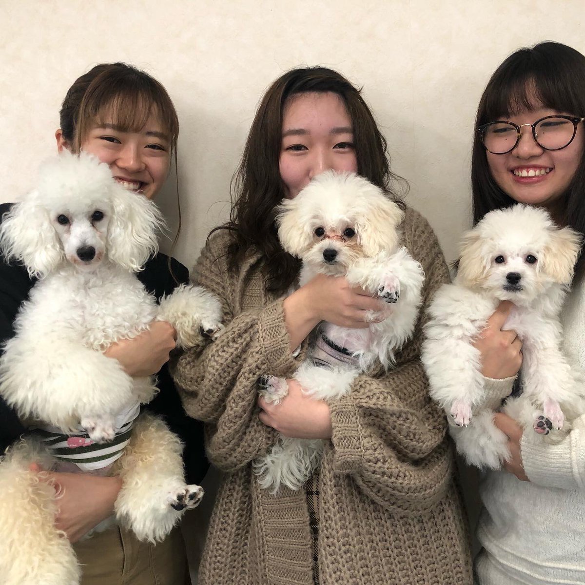 国際ペット総合専門学校 トリマー学科 新しい仲間が増えました 左から 元気 テテ フォーキーです 国際ペット総合専門学校 トリマー学科 プードル New試験犬