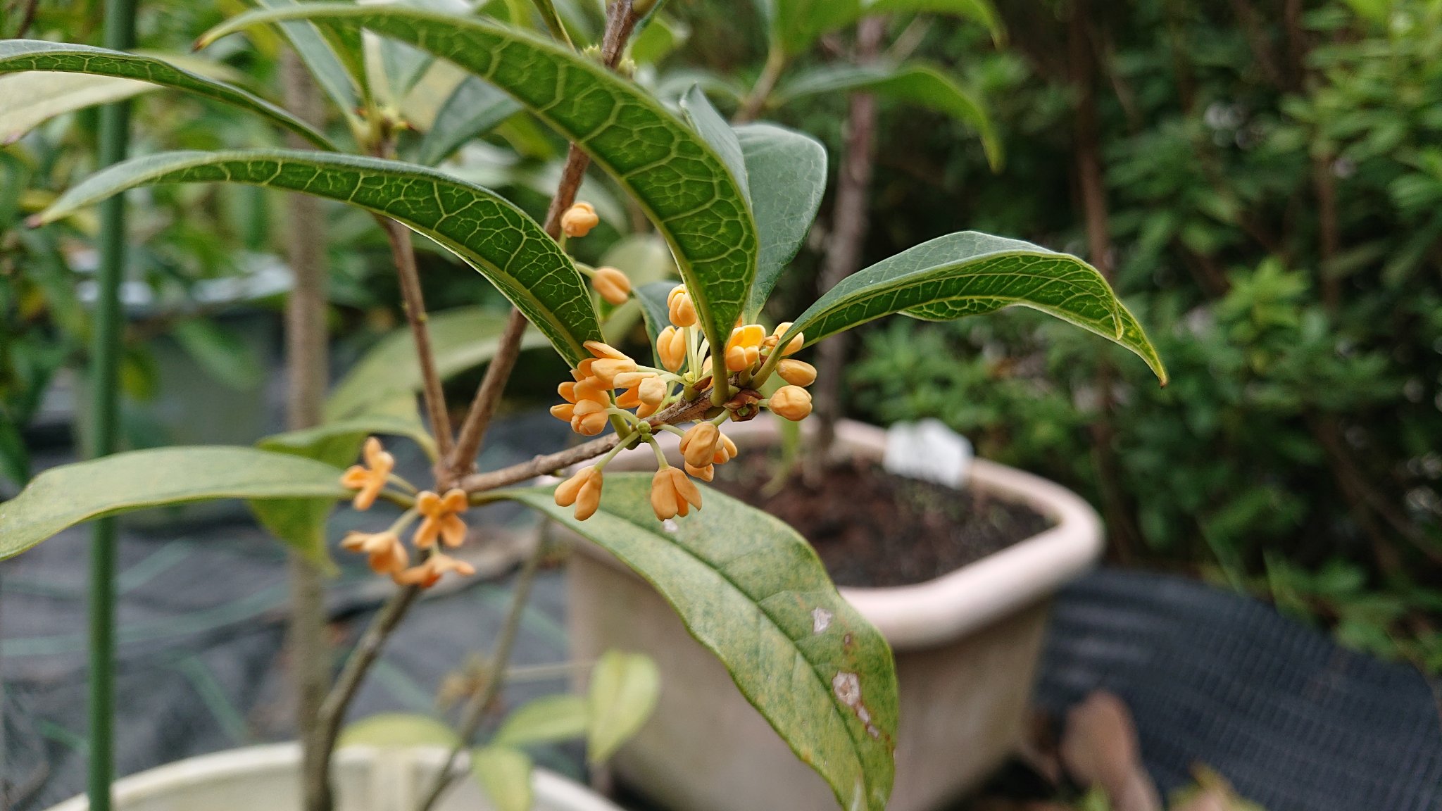 けん 庭の鉢植えキンモクセイの花が咲いてたよ 良い香りだね 花の形が面白い 金木犀の剣 アリス 三大香木 T Co Wptajmylud Twitter