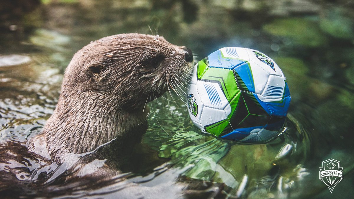 SoundersFC's tweet photo. Imagine rooting for an @MLS club that doesn’t have otters-playing-soccer content. Honestly can’t. https://t.co/jHgFqCr06S