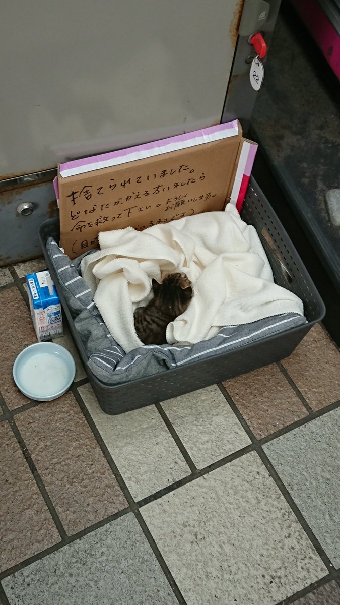 ぞにけん Zoniken Auf Twitter 新津田沼駅 イトーヨーカドー前に捨て猫を発見しました 拾いたい けど自分ペット禁制アパートなので飼えません 猫好き 動物好きな方いらっしゃいましたら保護お願いします 拡散希望 新津田沼 捨て猫