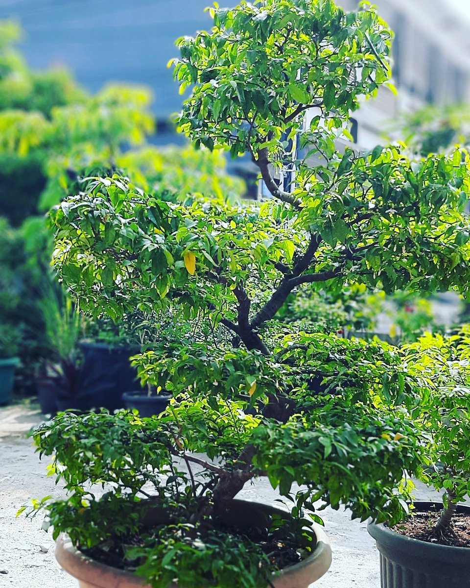 alithevampire's tweet image. Taken with @samsungID #samsunggalaxy #a30s #Bonsai #bonsaitree