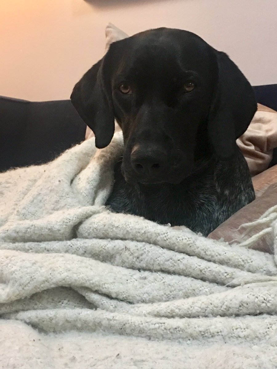 _stephsherman's tweet photo. @darth Charlie says stay warm. https://t.co/Rohe9wzGZL